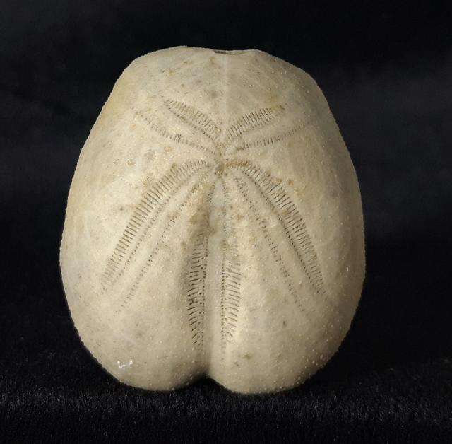 Heteraster oblongus (BRONGNIART 1821) - Bild &copy; FossNet FossilienStore